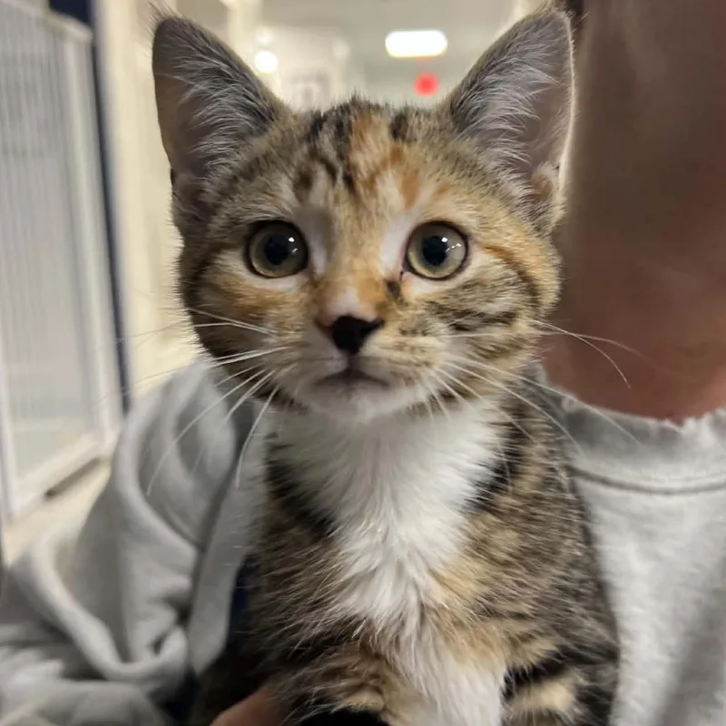 A baby small-sized female Domestic Short Hair cat named Sage for adoption in Hampton Bays, NY