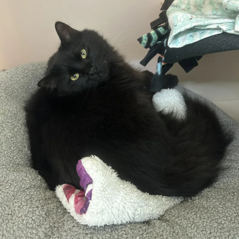 An adult large-sized male Black Domestic Long Hair cat named Frodo for adoption in Anchorage, AK