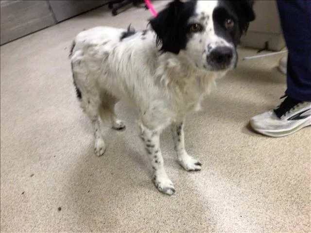 A young medium-sized male Australian Shepherd dog named Keko for adoption in Riverside, CA