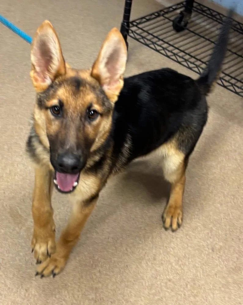 A baby large-sized male Brown / Chocolate German Shepherd Dog dog named Finn for adoption in Dacula, GA