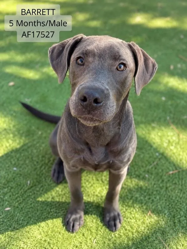 A young medium-sized male Mastiff dog named Barrett for adoption in Supply, NC