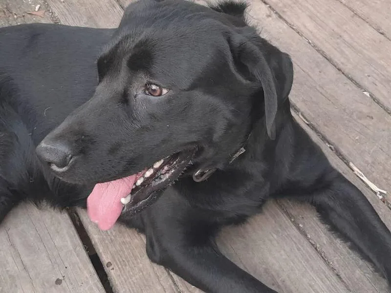 Zeke