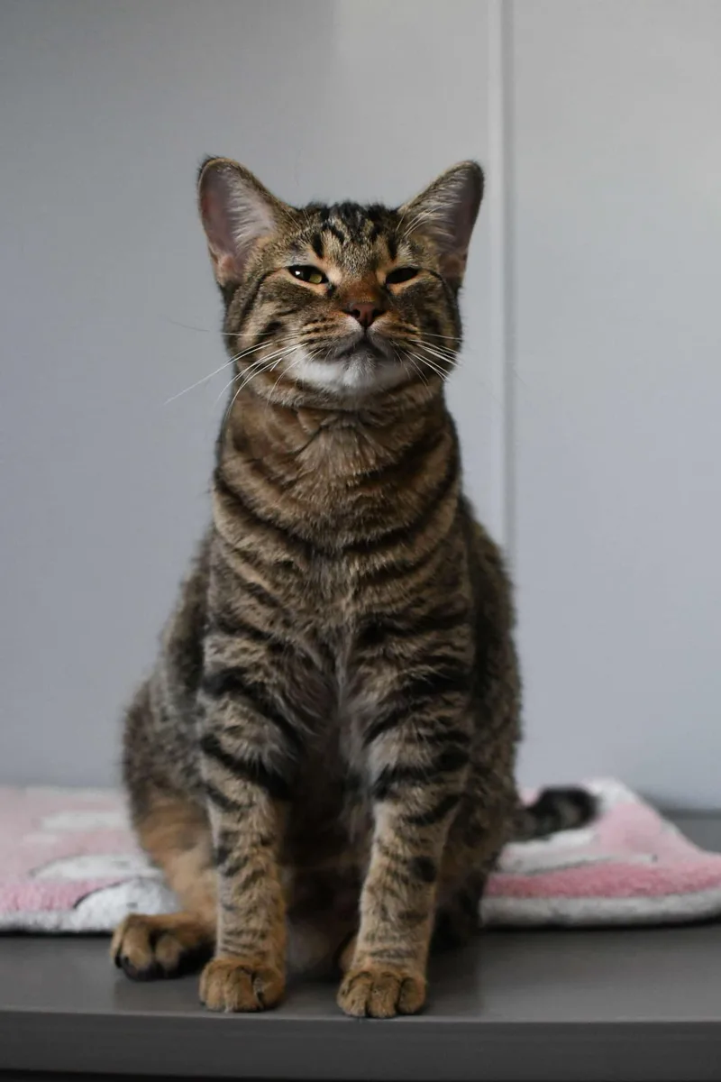 A young large-sized male Brown / Chocolate Domestic Short Hair cat named George for adoption in Weatherford, TX