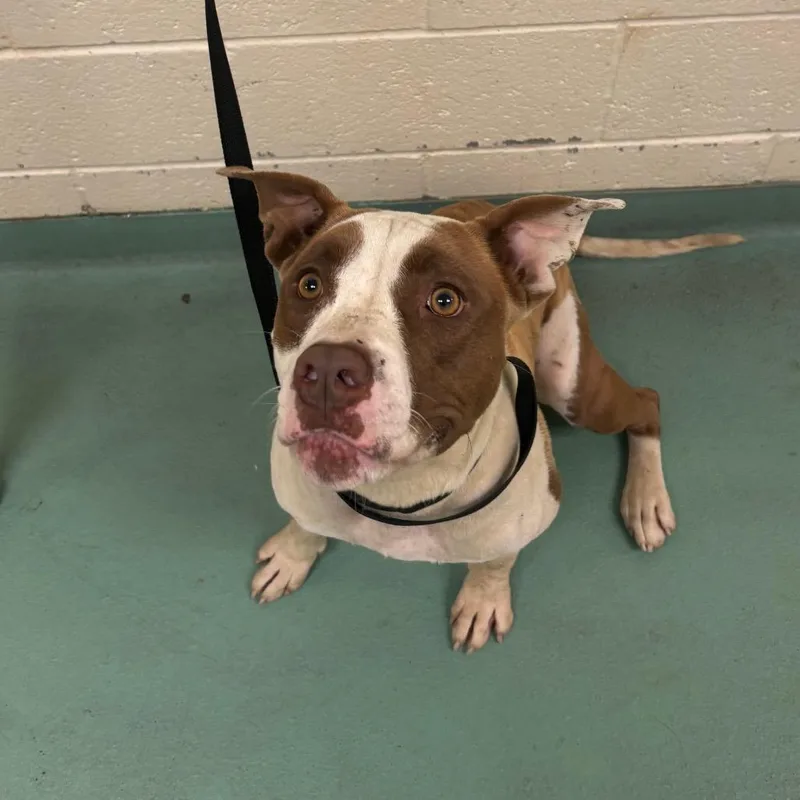 An adult medium-sized female Brown / Chocolate Mixed Breed dog named Dandelion for adoption in Memphis, TN