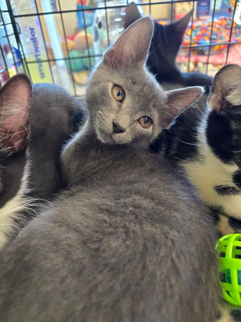 A baby medium-sized male Gray / Blue / Silver Domestic Short Hair cat named Rizo for adoption in Nottingham, MD