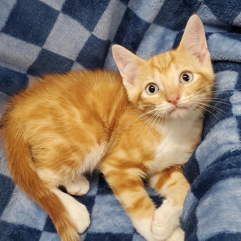 A baby medium-sized male Tabby (Orange / Red) Domestic Short Hair cat named Relic for adoption in Ottawa, IL