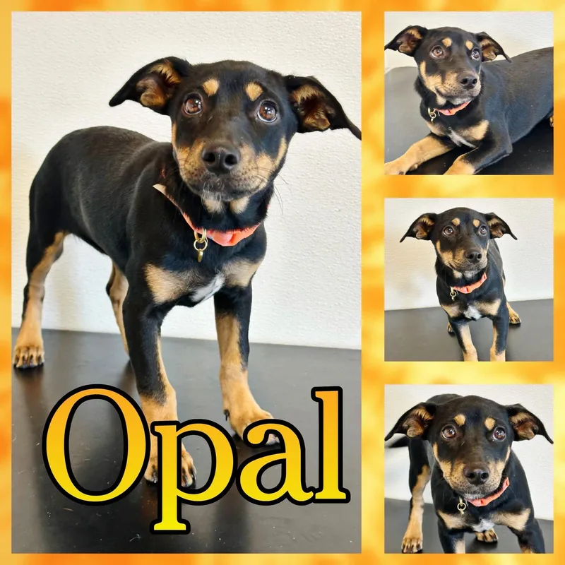 A baby medium-sized female Black Terrier dog named Opal for adoption in Hatfield, PA