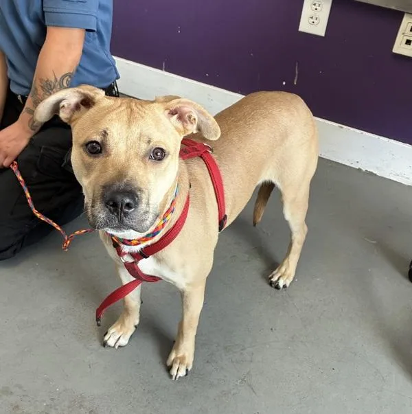 A young medium-sized female Pit Bull Terrier dog named Roo Roo for adoption in Salt Lake City, UT