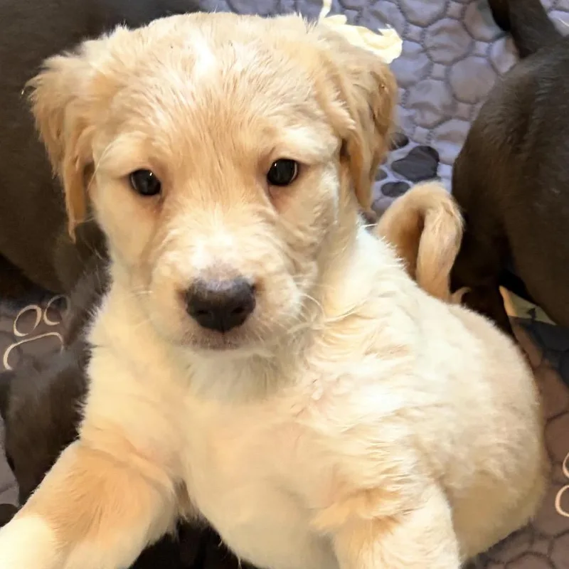 A baby medium-sized female Black Mouth Cur dog named Celeste for adoption in Krum, TX
