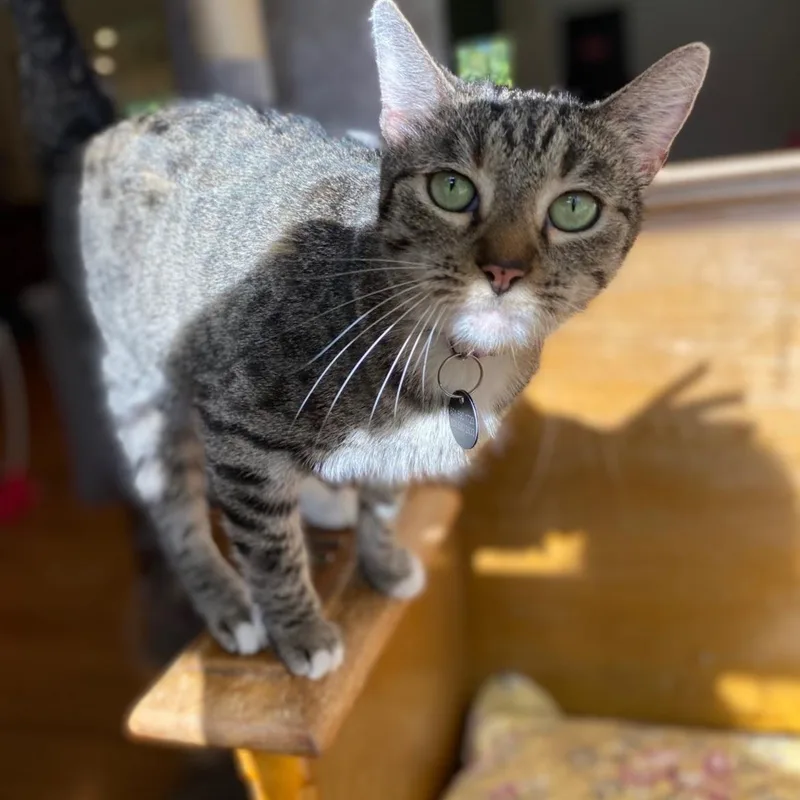 Hermonie
