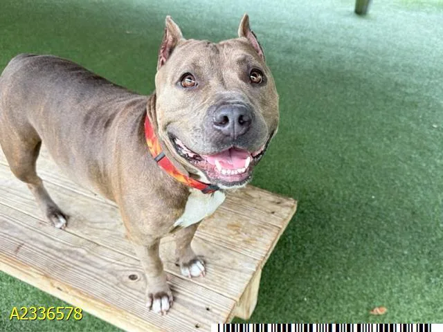 An adult medium-sized female Mixed Breed dog named Deena for adoption in West Palm Beach, FL