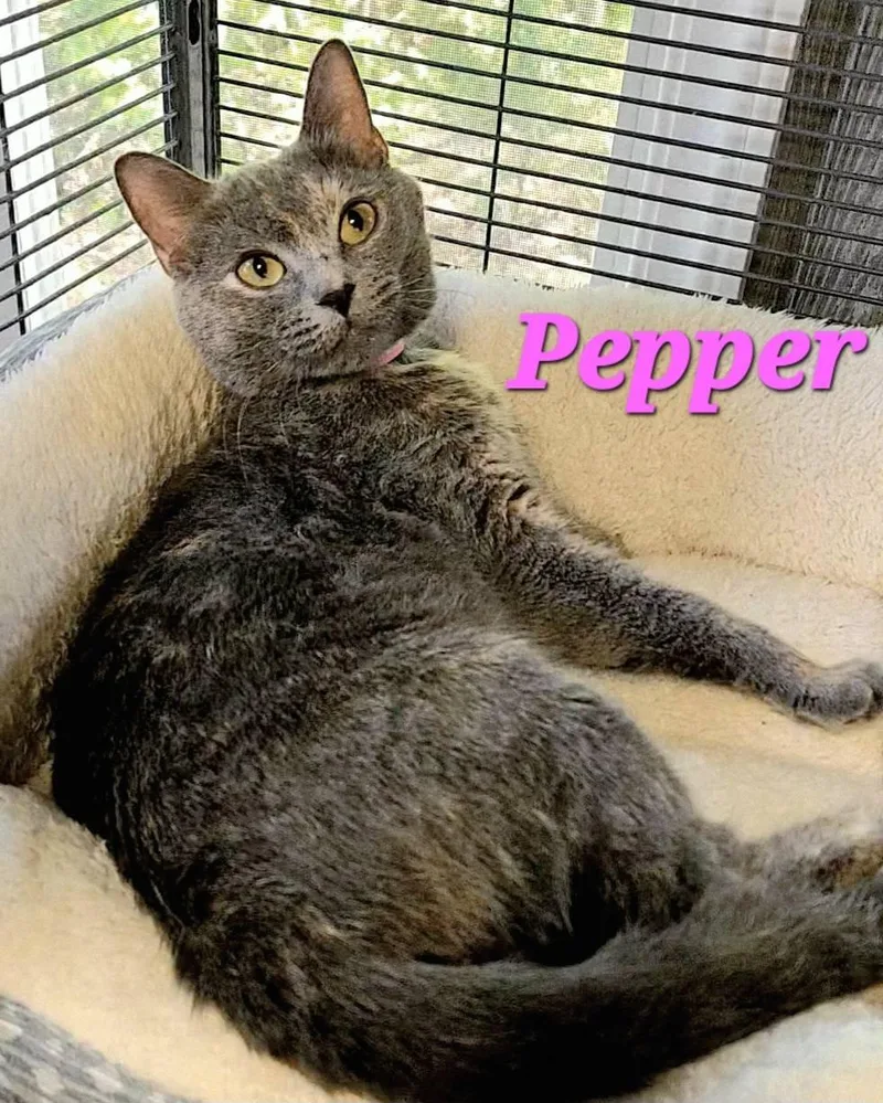 Pepper