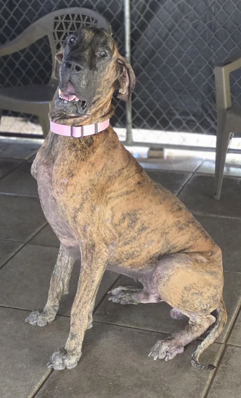 An adult extra large-sized male Great Dane dog named Dash for adoption in Jupiter, FL