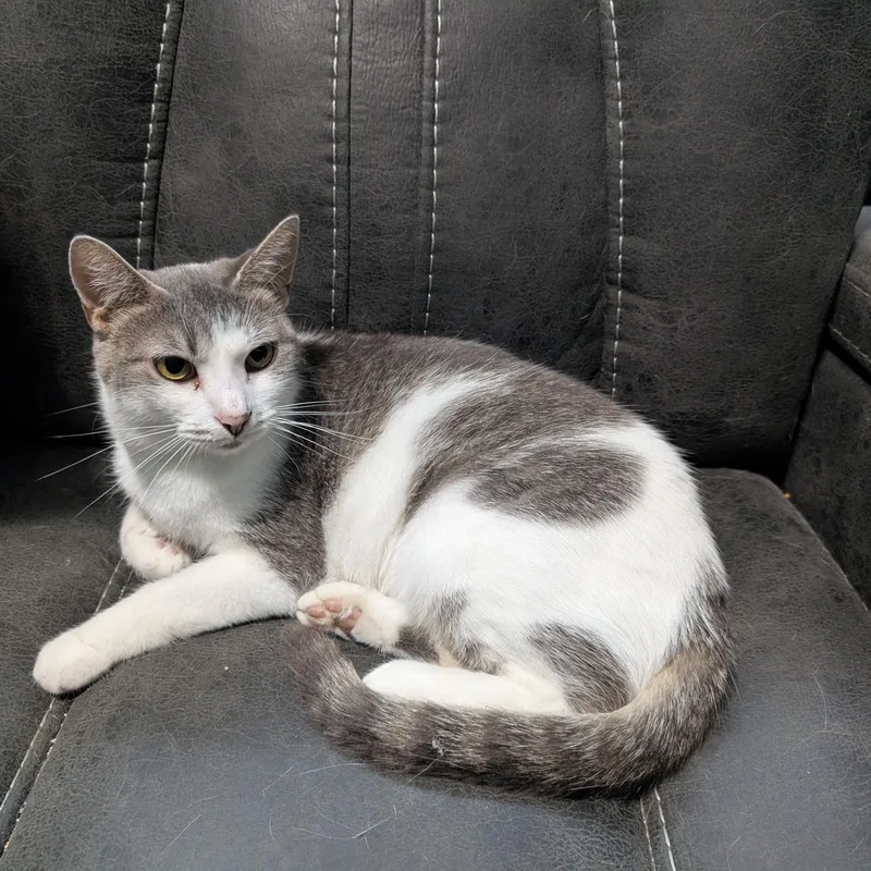 A young medium-sized female Gray & White Domestic Short Hair cat named Nut for adoption in East liverpool, OH