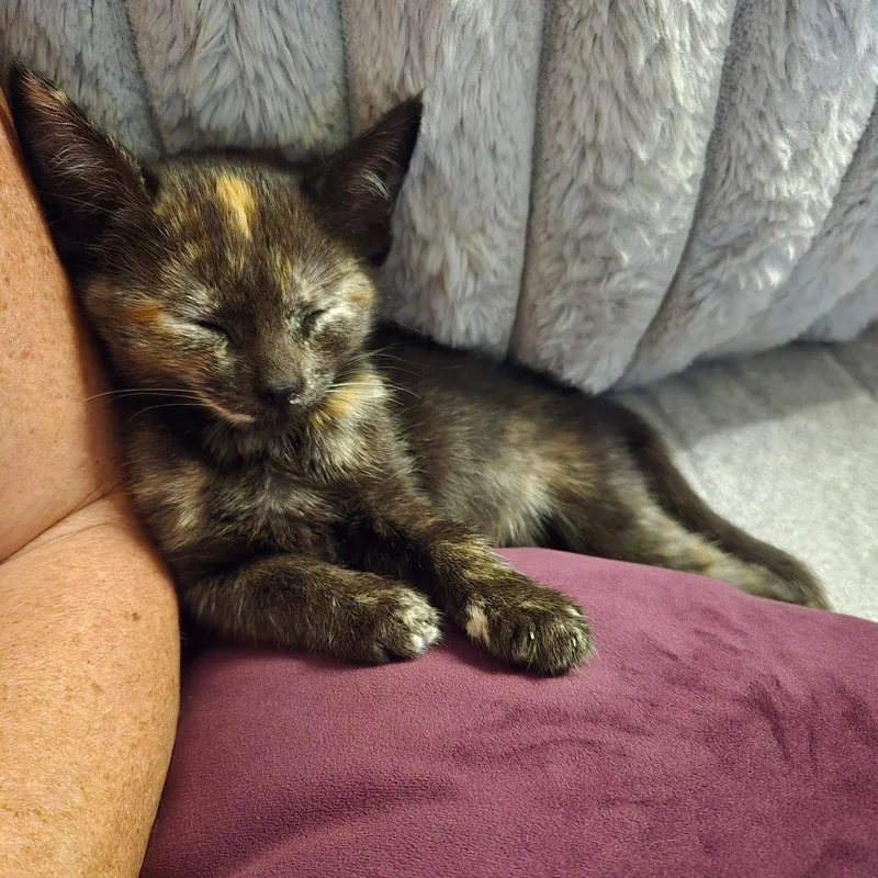 A young medium-sized female Tortoiseshell Domestic Short Hair cat named Stassi for adoption in DICKSON, TN