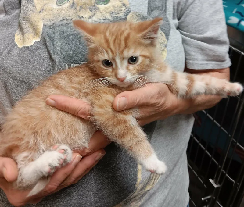 A baby medium-sized male Orange & White Domestic Short Hair cat named Caribbean for adoption in Akron, OH