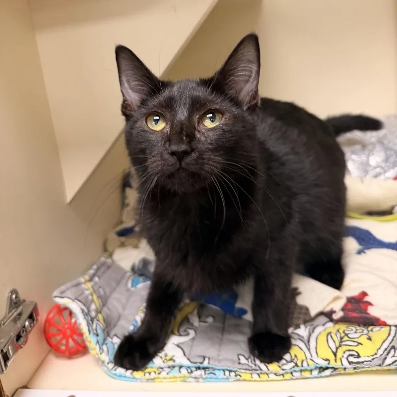 A baby small-sized female Domestic Short Hair cat named Morticia for adoption in Newark, DE