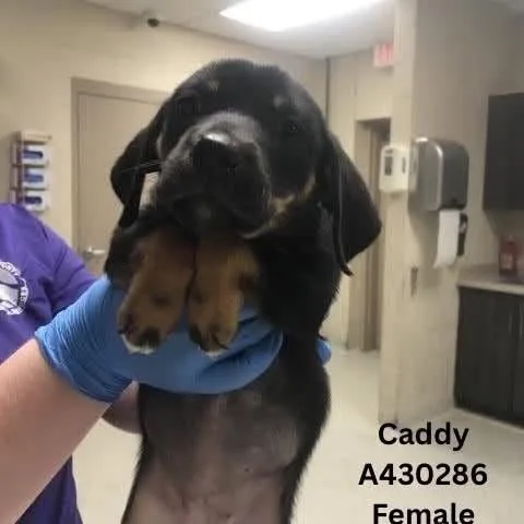 Caddy