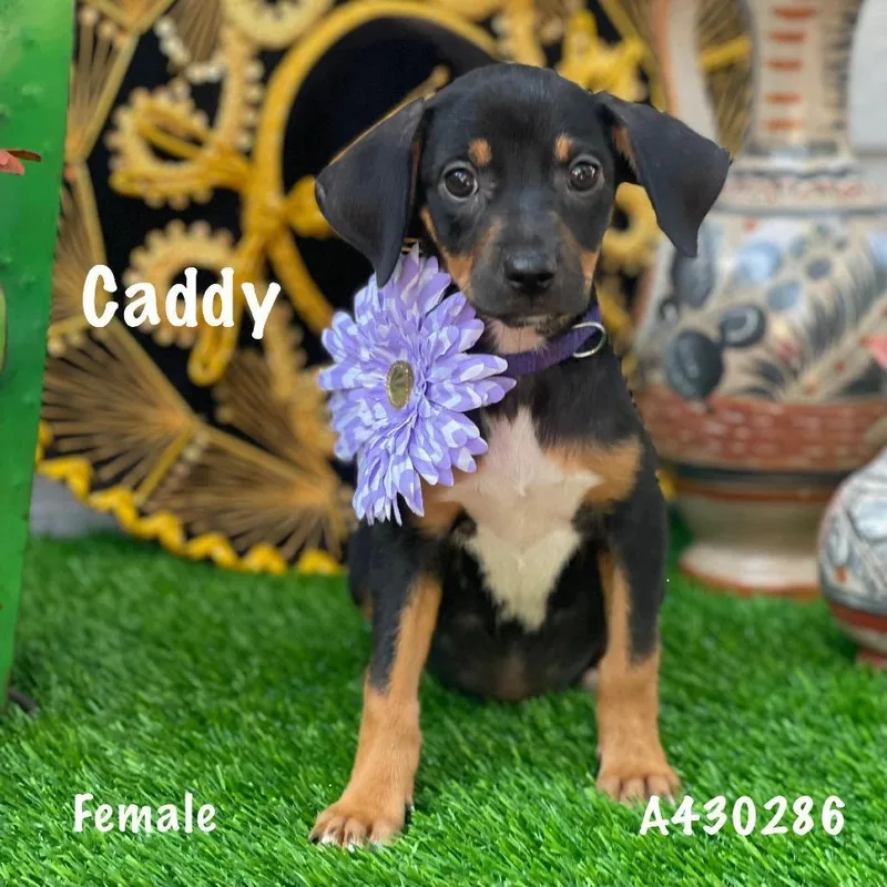 Caddy thumbnail 2