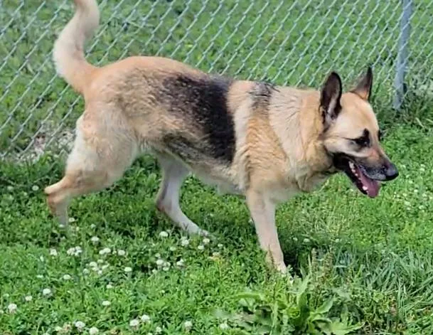 An adult large-sized female Yellow / Tan / Blond / Fawn German Shepherd Dog dog named Ginger for adoption in Mount Sterling, KY