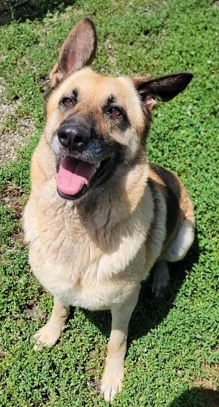 Ginger thumbnail 2
