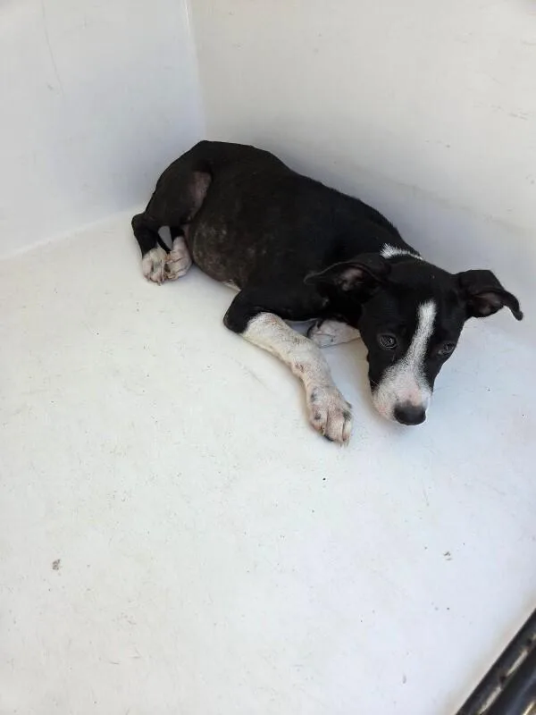 A young medium-sized female Black Mixed Breed dog named Bonnie for adoption in Mobile, AL