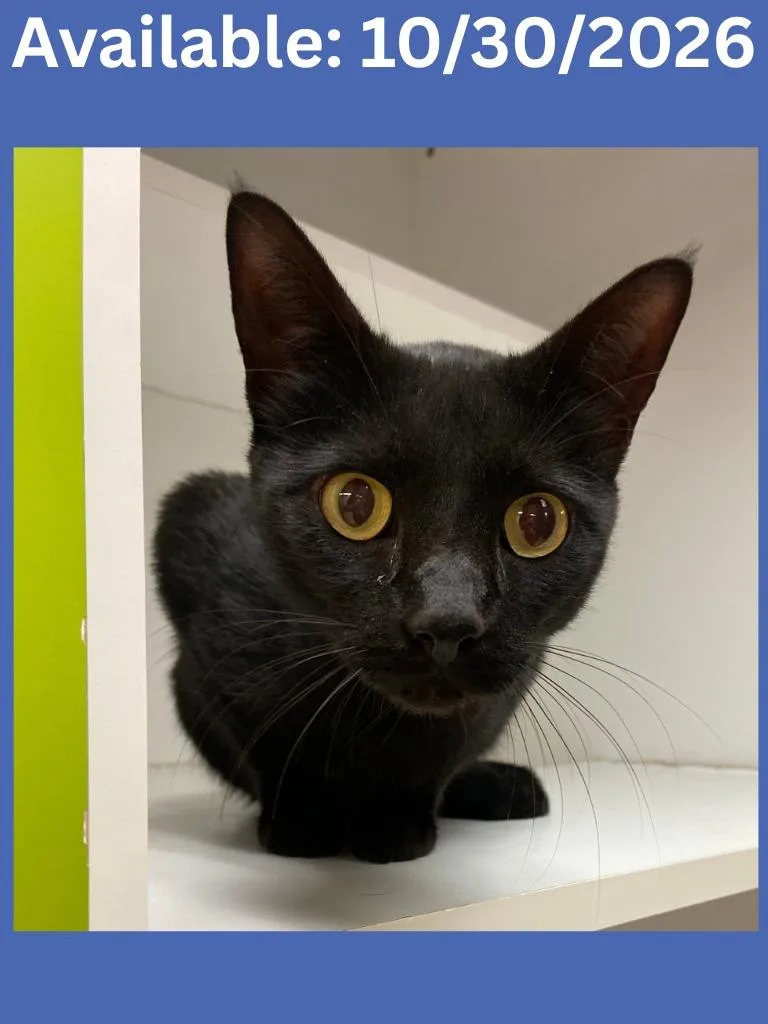 A young medium-sized male Domestic Short Hair cat named Cat Condo for adoption in Greenville, TX