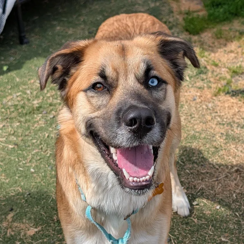A baby large-sized female Saint Bernard dog named Maple for adoption in Aberdeen, WA