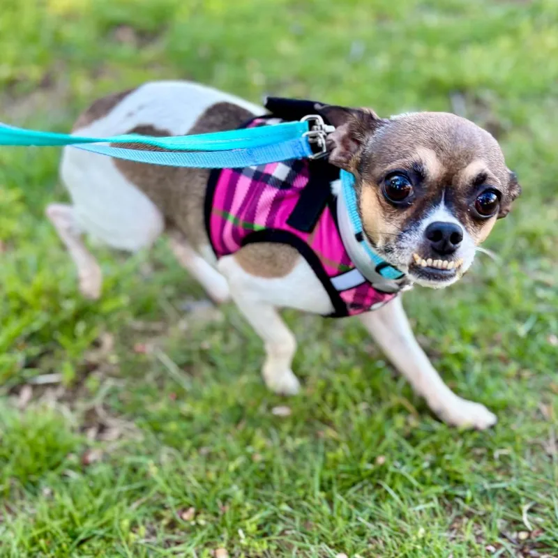 Gizmo thumbnail 2