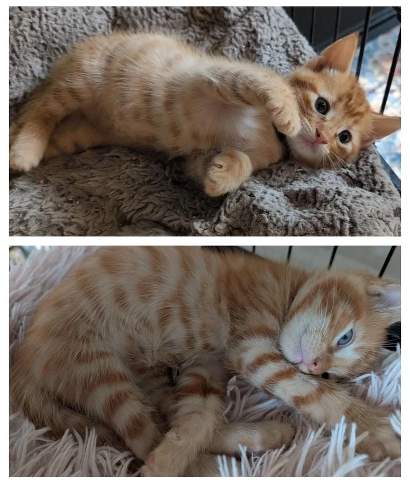 A baby small-sized male Tabby (Orange / Red) Domestic Short Hair cat named Orion & Pheonix for adoption in Mabank, TX