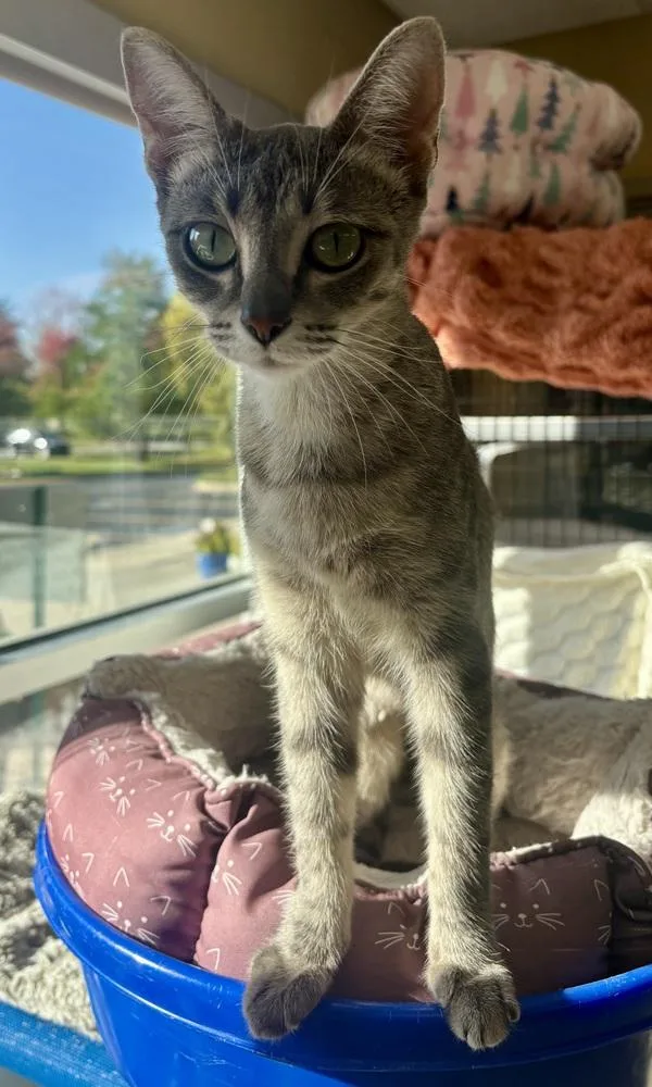 An adult small-sized female Gray / Blue / Silver Domestic Short Hair cat named Betsy for adoption in Kalamazoo, MI
