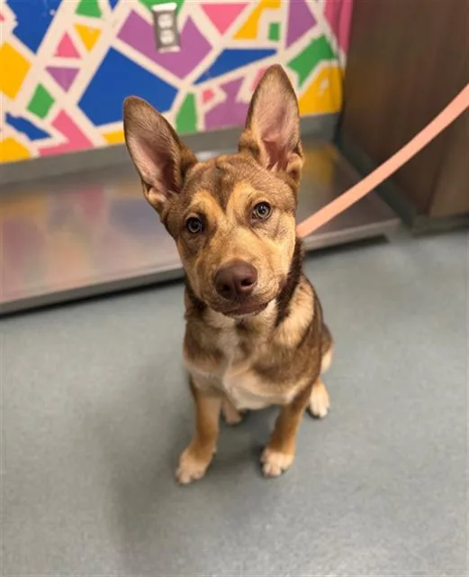 A baby small-sized male German Shepherd Dog dog named Troy for adoption in Baytown, TX