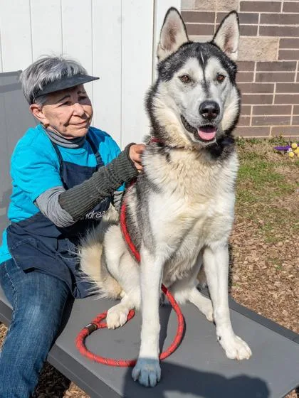 An adult large-sized male Mixed Breed dog named Good Boy for adoption in Chamblee, GA