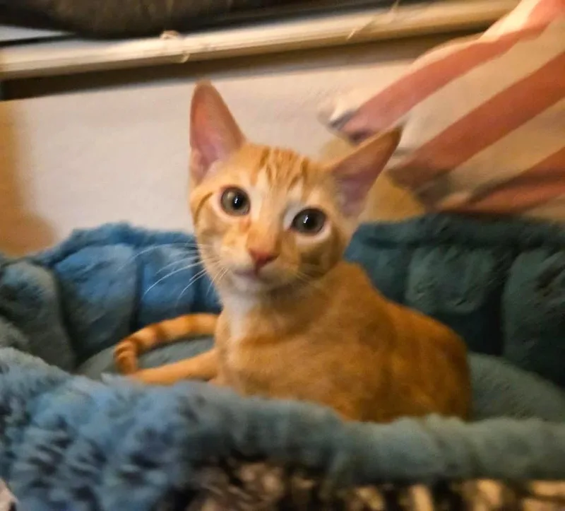 A baby small-sized male Orange / Red Domestic Short Hair cat named Steven Smooshies for adoption in Chandler, AZ