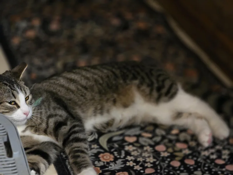 A young medium-sized female Tabby (Brown / Chocolate) Domestic Short Hair cat named Lucey for adoption in Allison Park, PA