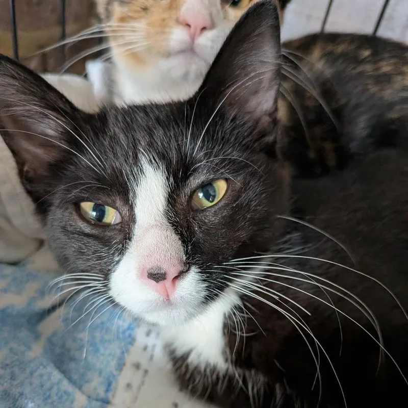 A baby small-sized male Black Domestic Short Hair cat named Tom for adoption in Fairfax Station, VA