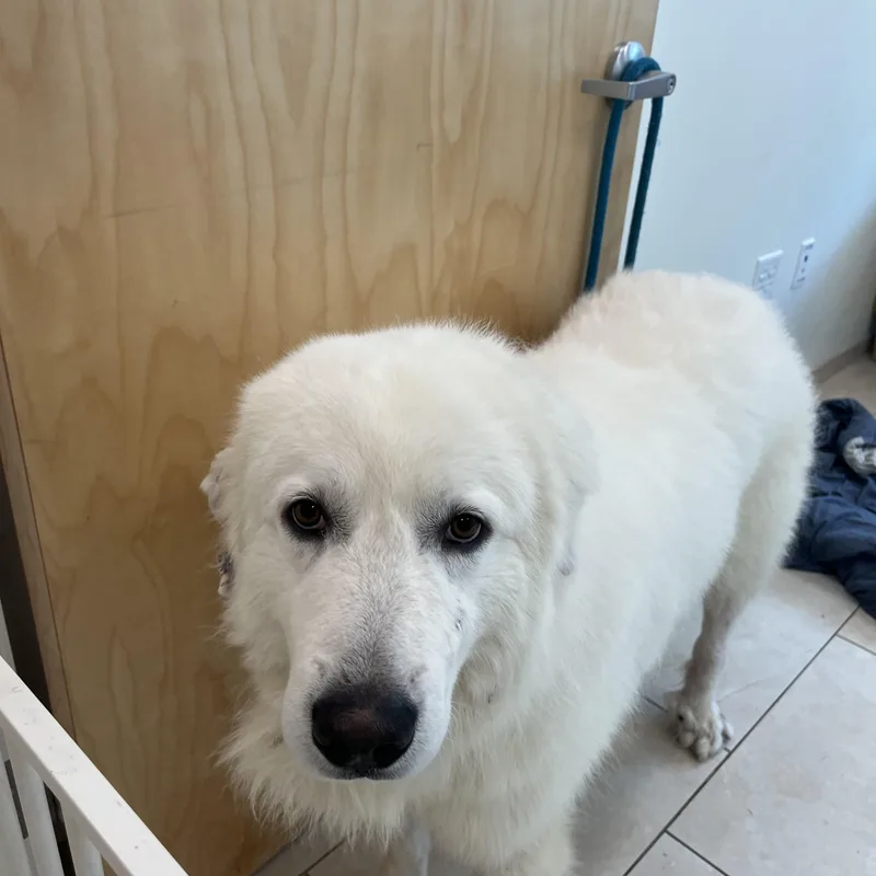 An adult large-sized male White / Cream Great Pyrenees dog named King for adoption in Boca Raton, FL