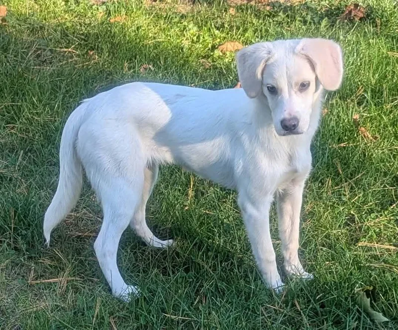 A young small-sized female Labrador Retriever dog named Sharlee for adoption in Yorkville, IL