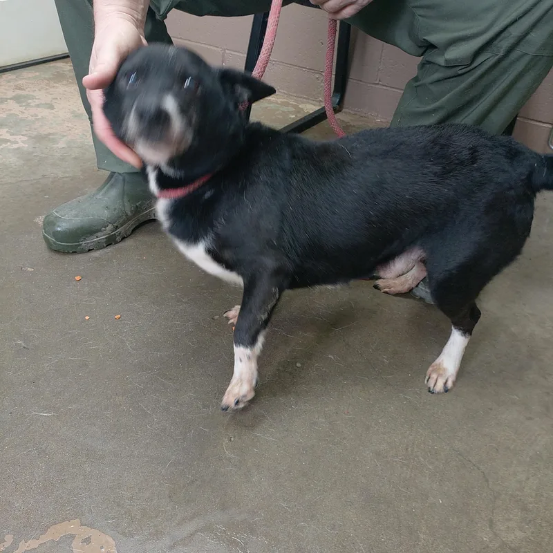 A senior small-sized male Black Jack Russell Terrier dog named 25-185 for adoption in Carrollton, OH
