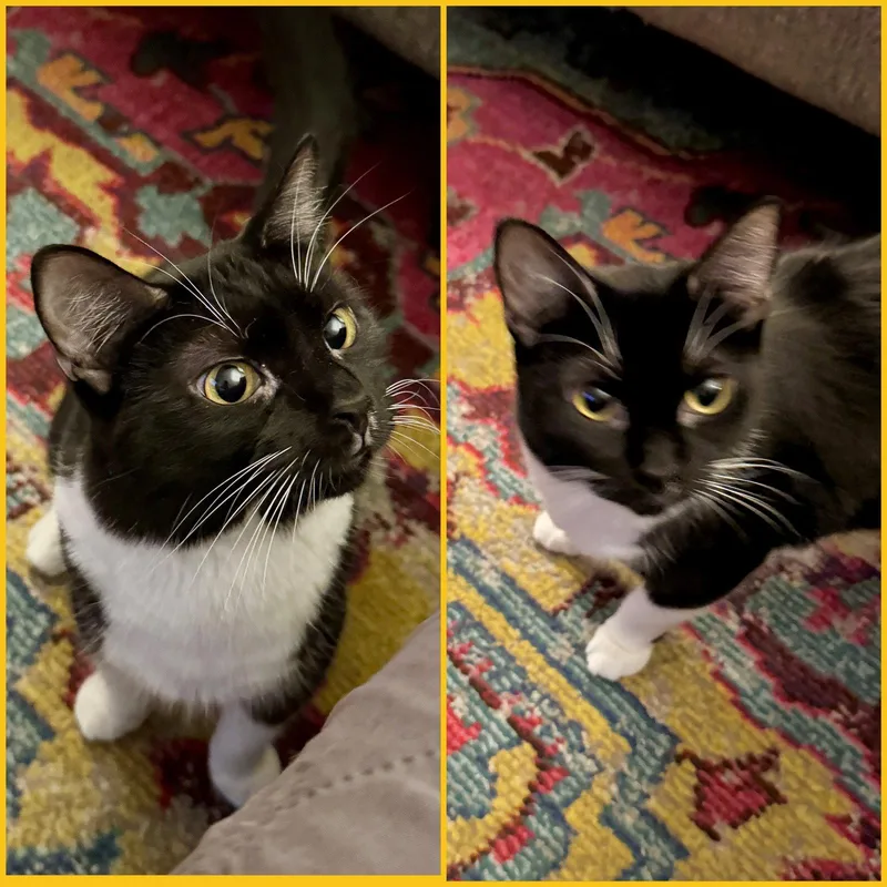 A young medium-sized female Domestic Short Hair cat named Polly And Caspian for adoption in Brooklyn, NY