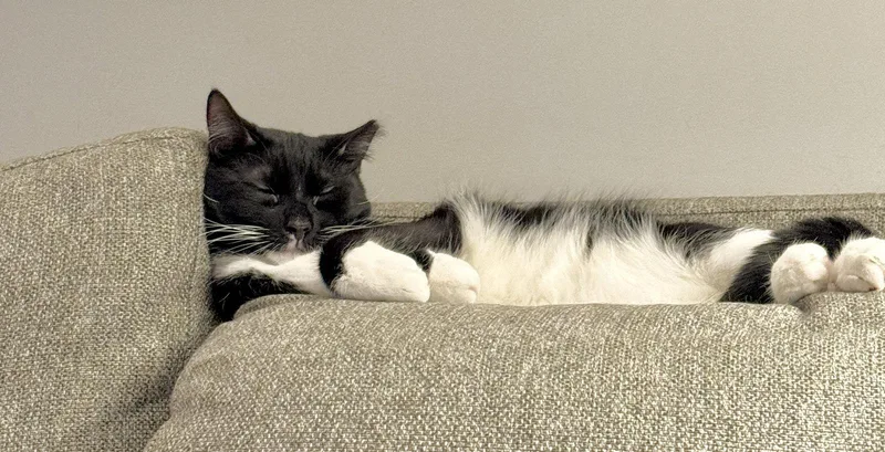 Polly And Caspian thumbnail 2