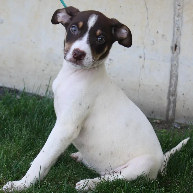 A baby medium-sized female Brown / Chocolate Terrier dog named Waffee for adoption in Eaton, OH