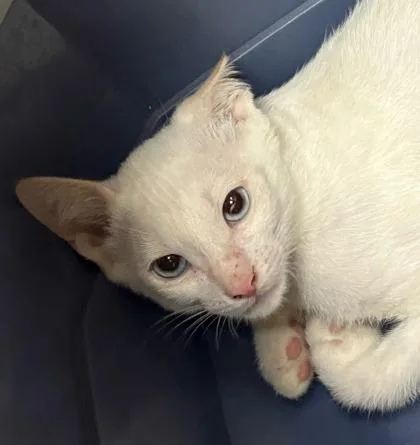 A baby small-sized male Domestic Short Hair cat named Burger for adoption in Honolulu, HI