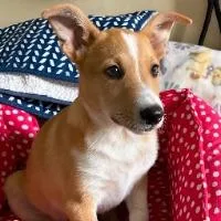 An adult medium-sized male Cardigan Welsh Corgi dog named Dutch for adoption in Monticello, NY