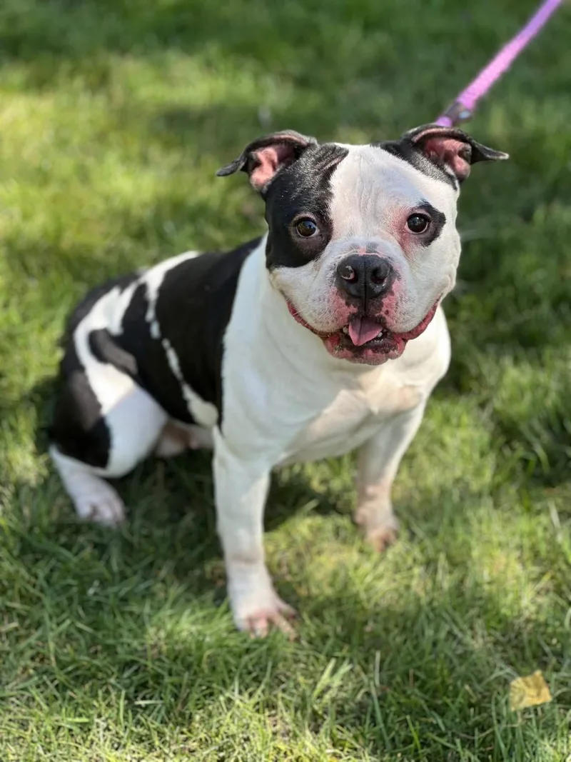 A young medium-sized female American Staffordshire Terrier dog named Miss Piggy for adoption in Wheaton, IL