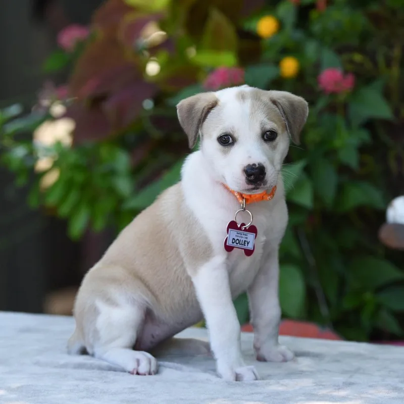 A baby small-sized female Yellow / Tan / Blond / Fawn Pit Bull Terrier dog named Dolley for adoption in Wake Forest, NC