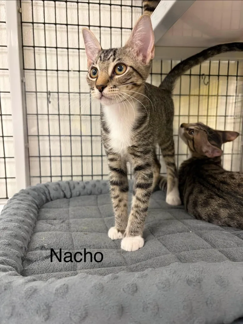 A young medium-sized male Tabby (Gray / Blue / Silver) Domestic Short Hair cat named Nacho for adoption in Port Lavaca, TX