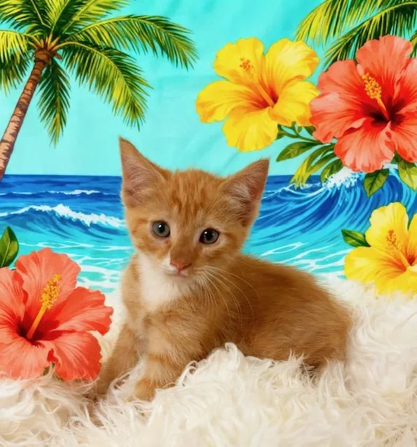 A baby small-sized male Domestic Short Hair cat named Sunny for adoption in Tehachapi, CA
