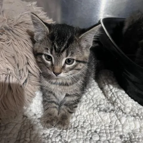 A baby small-sized female Domestic Medium Hair cat named Oshkosh for adoption in St. Louis, MO