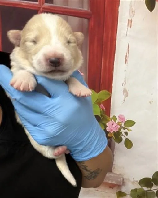 A baby small-sized male German Shepherd Dog dog named Isa for adoption in San Bernardino, CA